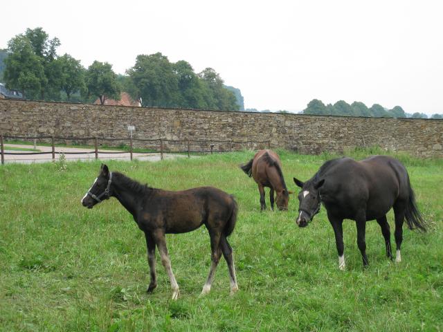 Trakehner Gestüt Langels