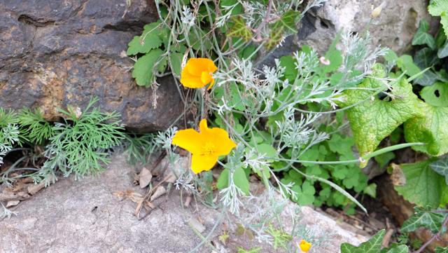 Sommerblumen am Wegrand