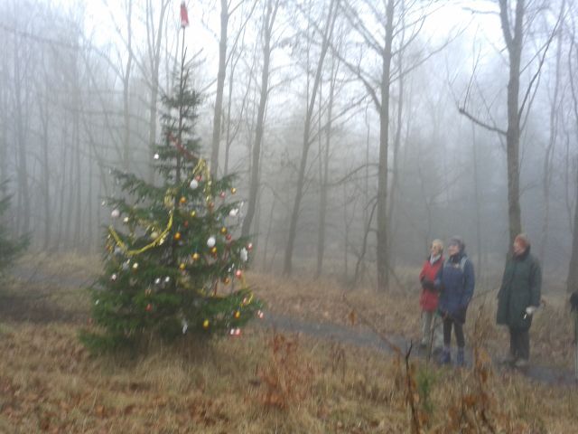 Weihnachtswald 12-2016 (hibe)