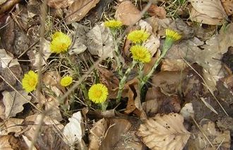 Blumen zeigen sich aus altem Laub