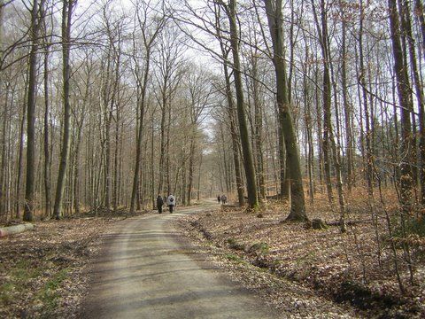 Kahler Wald mit lichtem Unterholz