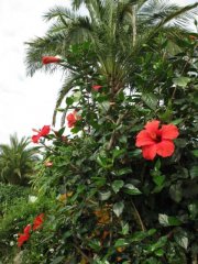 Palmengarten hier stehen Prachtexemplare von Hibiskussträuchern