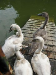 4 junge Schwäne im Wassergraben