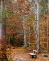 Herbst