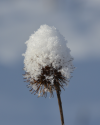 Schneehaube