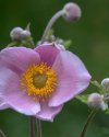Anemone
