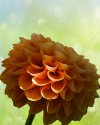 Flora