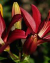 Flora