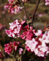 Februar im botanischen Garten