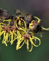 Februar im botanischen Garten