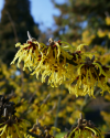 Februar_im_botanischen_Garten