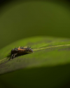 Makrofotografie_im_Botanischen_Garten