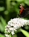 Makrofotografie im Botanischen Garten