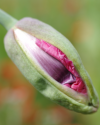Mohnblüte in Germerode