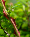 Wasserfaelle_im_Bergpark