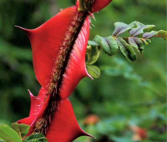 011A Stacheldrahtrose