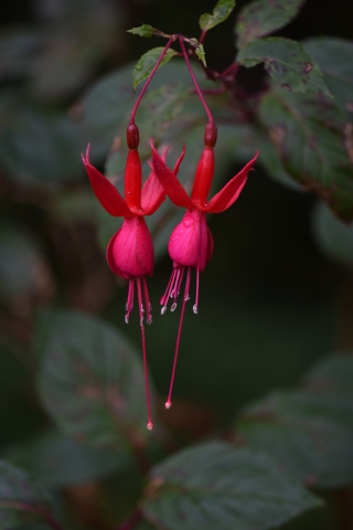 013 Fuchsie