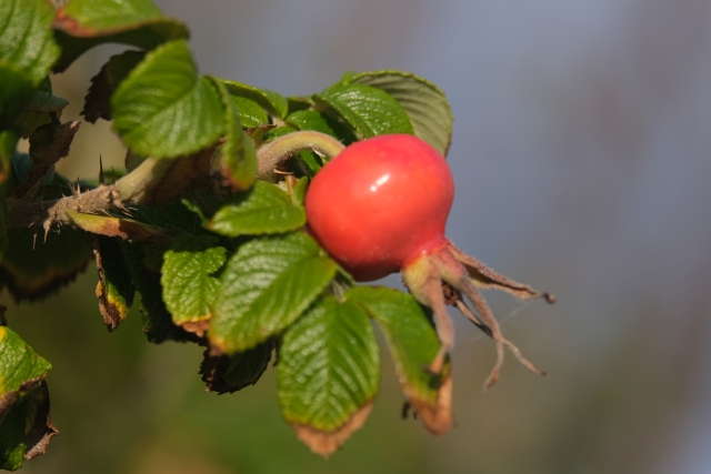 015 Es war einmal eine Rose