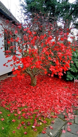 07 Herbstspuren