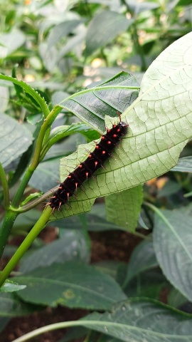 02 Raupe Perlmuttfalter