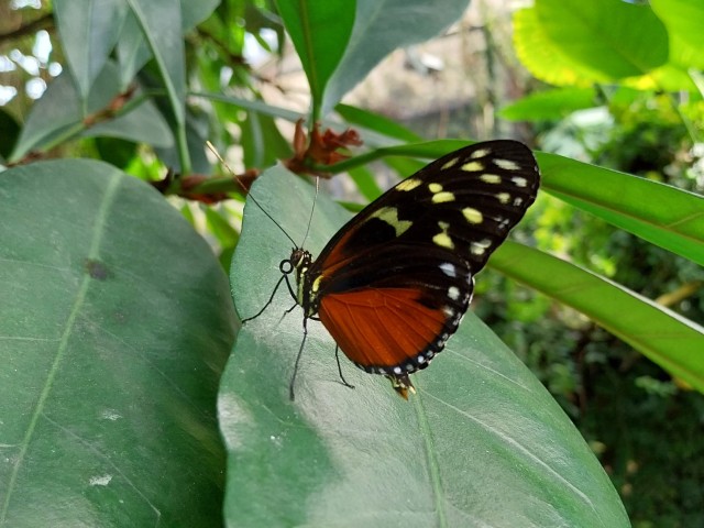03 Tigerfalter