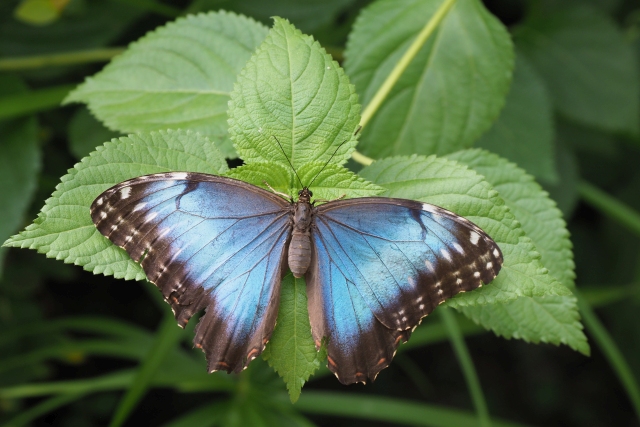 04 Blauer Morphofalter Oberseite