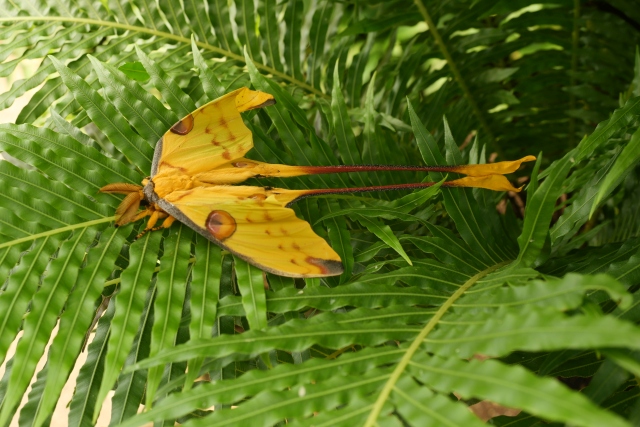 07 Madagaskar Kometenfalter