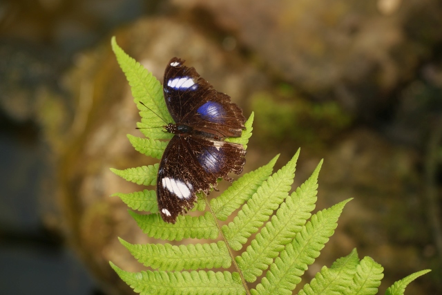 10 Grosse Eierfliege